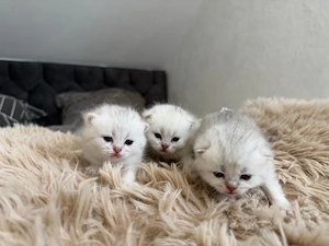 Britisch Kurzhaar Kitten 