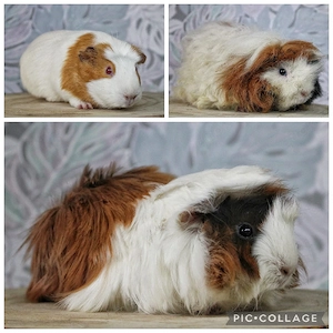 Meerschweinchen Weibchen 