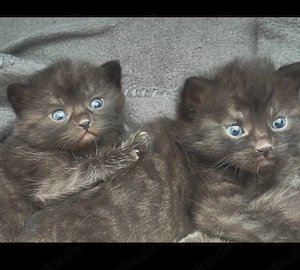 Russisch Blau BKH Mix Kitten