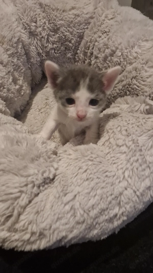 Europäisch Kurzhaar Katzenbabys