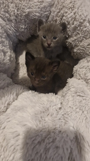 Europäisch Kurzhaar Katzenbabys