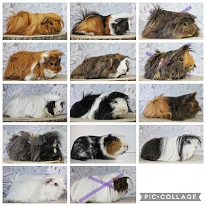 Meerschweinchen Buben und Mädels zur Abagbe!