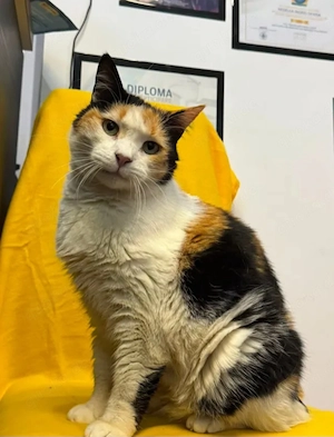 Malu Glückskatze sucht Kuschelplatz