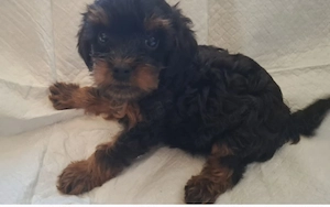 Yorkshire Pudel Mix