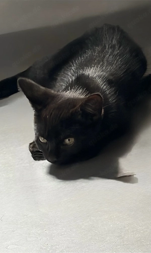 Ein süßer Kater 