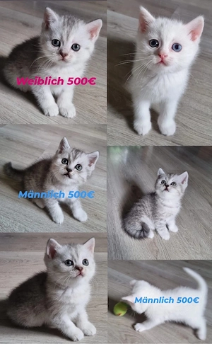 BKH Britisch Kurzhaar Katzenbaby