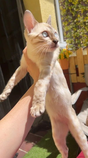 Wunderschöne Bengal-Katze Nala sucht ein liebevolles Zuhause 