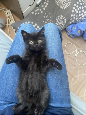 Wunderschöne BKH-Katze sucht ein liebevolles Zuhause