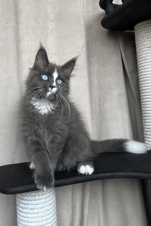 Wunderschönes, 3 Monate altes Katzenmädchen   geimpft, entwurmt und bereit für ein liebevolles Zuhau