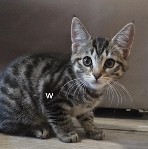 Kleine Kitten