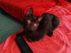 BKH-Chartreux Mixkitten in liebevolle Hände abzugeben. 