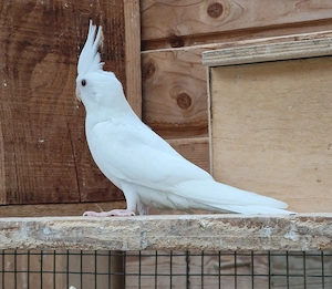 Weißkopfnymphensittiche geperlt und Albino Nymphensittich 