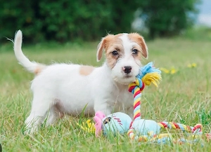 Ich suche ein kleinen Hund 