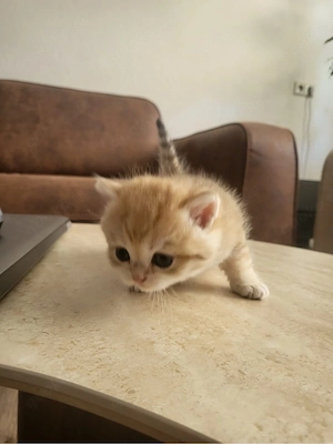 Reinrassige Golden BKH kitten suchen neu zuhause !! Bild 3