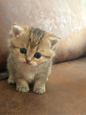 Reinrassige Golden BKH kitten suchen neu zuhause !! Bild 4