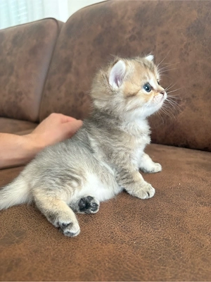 Reinrassige Golden BKH kitten suchen neu zuhause !! Bild 10