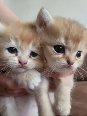 Reinrassige Golden BKH kitten suchen neu zuhause !! Bild 6
