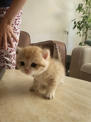 Reinrassige Golden BKH kitten suchen neu zuhause !! Bild 8