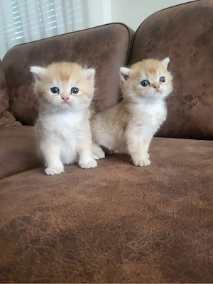 Reinrassige Golden BKH kitten suchen neu zuhause !!