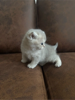 Reinrassige Golden BKH kitten suchen neu zuhause !! Bild 7