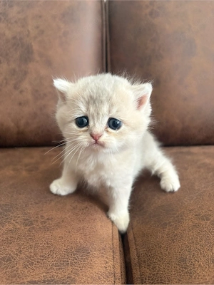 Reinrassige Golden BKH kitten suchen neu zuhause !! Bild 9