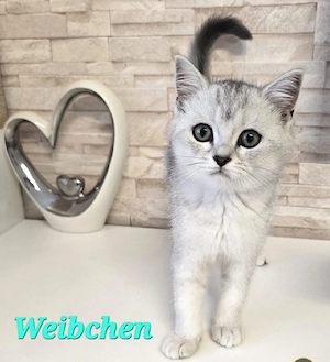 BKH Kitten Kätzchen Babykatze Weibchen shaded Bild 7