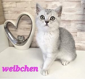BKH Kitten Kätzchen Babykatze Weibchen shaded Bild 6
