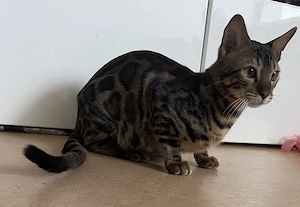  Wunderschöner Bengal-Kater Simba mit Stammbaum sucht sein Für-immer-Zuhause   