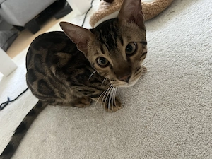  Wunderschöner Bengal-Kater Simba mit Stammbaum sucht sein Für-immer-Zuhause   