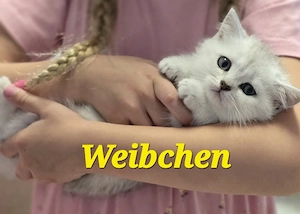 BKH Kitten Kätzchen Babykatze Weibchen shaded Bild 5