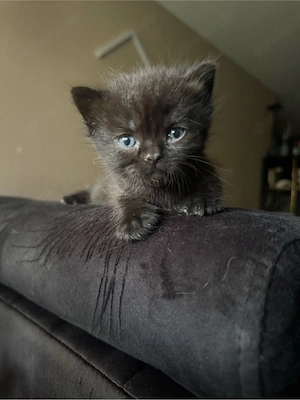 4 süsse BKH kitten 