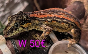 Geckos Bestandsauflösung 