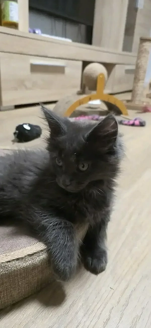 Maine Coon Kitten  zu verkaufen 