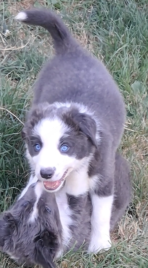 Zuckersüsse Border Collie Welpen 