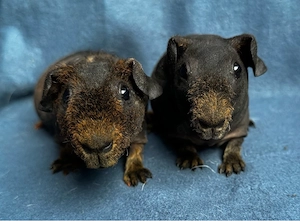 Skinny Pig Meerschweinchen Kastrate 3 Monate