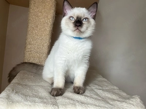 Birma-Bkh Kitten