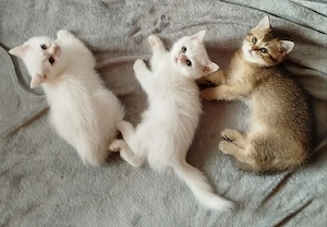Reinrassige wunderschöne BKH Kitten suchen neues liebevolles Zuhause