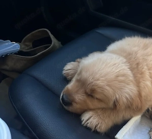    Wunderschöner reinrassiger Golden Retriever Welpe sucht ein liebevolles Zuhause für immer   