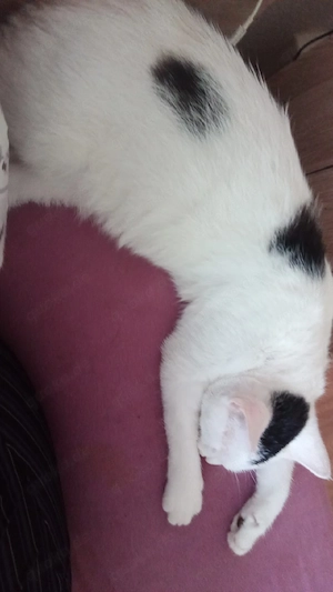 jung Katzen abzugeben Geschwister
