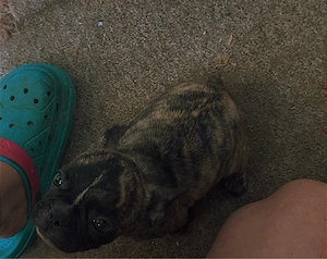 französische bulldoge mops mix
