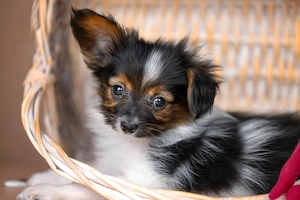 Papillon-Welpen suchen ein liebevolles Zuhause!