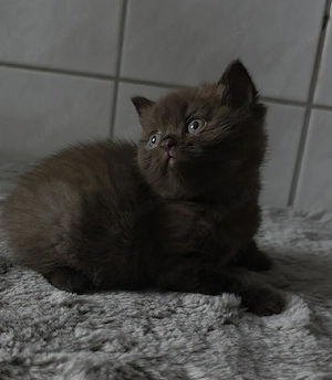 BKH Kitten Chocolate und Blue !!