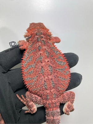 Bartagamen Männchen (Pogona vitticeps) half red Monster half extreme red blue Tiger Bild 5
