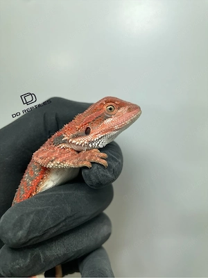 Bartagamen Männchen (Pogona vitticeps) half red Monster half extreme red blue Tiger Bild 3