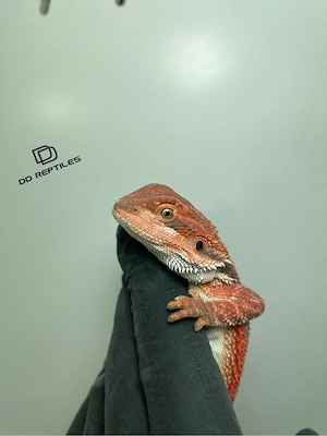 Bartagamen Männchen (Pogona vitticeps) half red Monster half extreme red blue Tiger Bild 4