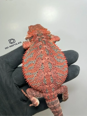 Bartagamen Männchen (Pogona vitticeps) half red Monster half extreme red blue Tiger Bild 2