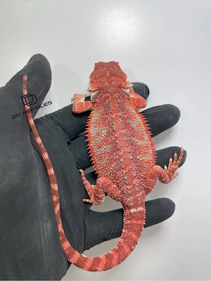 Bartagamen Männchen (Pogona vitticeps) half red Monster half extreme red blue Tiger