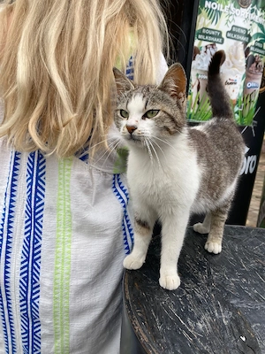 katze sucht ab ende September zuhause 