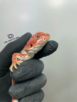 Bartagamen Weibchen (Pogona vitticeps) red Hypo high blue Tiger Bild 4