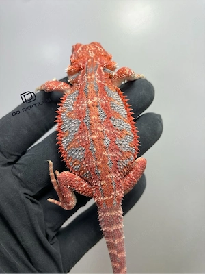 Bartagamen Weibchen (Pogona vitticeps) red Hypo high blue Tiger Bild 2